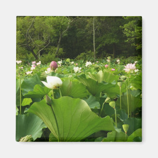 Imán Jardín de verano de Lotus Flowers
