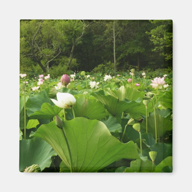 Imán Jardín de verano de Lotus Flowers (Frente)