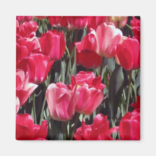 Imán Jardín del tulipán