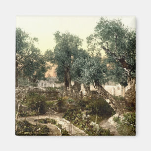 Imán Jardín del vintage de Gethsemane Jerusalén Israe