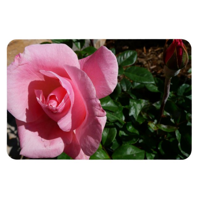 Imán Jardín floral de rosa rosa y capullo (Horizontal)
