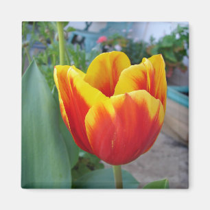 Imán Jardín floral de tulipanes rojos y amarillos Foto