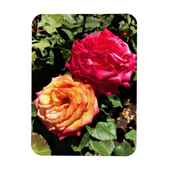 Imán Jardín Internacional de Pruebas de Rosa, Portland, (Vertical)