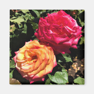 Imán Jardín Internacional de Pruebas de Rosa, Portland,