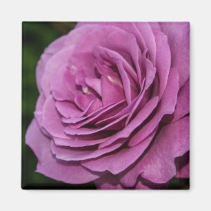 Imán Jardín magenta subió