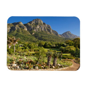 Imán Jardines Botánicos Kirstenbosch, Ciudad del Cabo