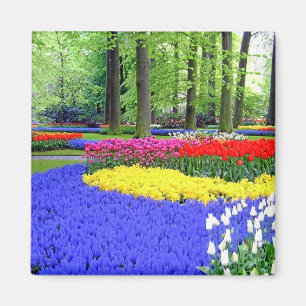 IMÁN JARDINES DE KEUKENHOF, LISSE HOLANDA