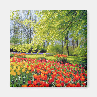 IMÁN JARDINES KEUKENHOF, HOLANDA LISSE