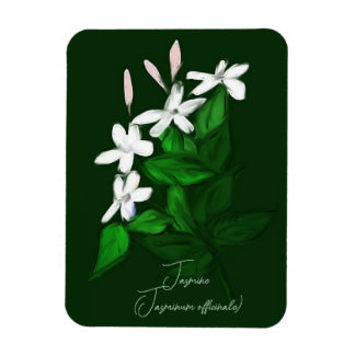 Imán Jasmine