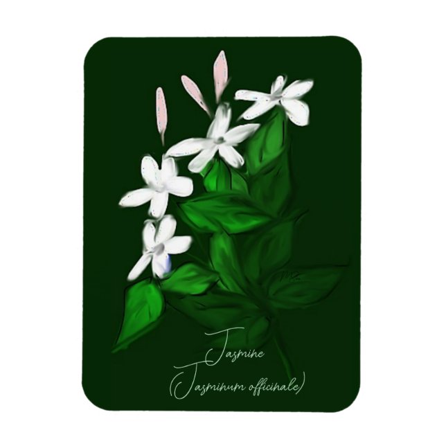 Imán Jasmine (Vertical)