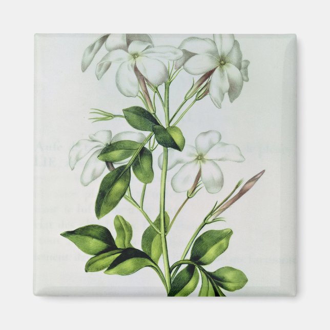 Imán Jasmine, de 'La Guirlande de Julie' (Frente)