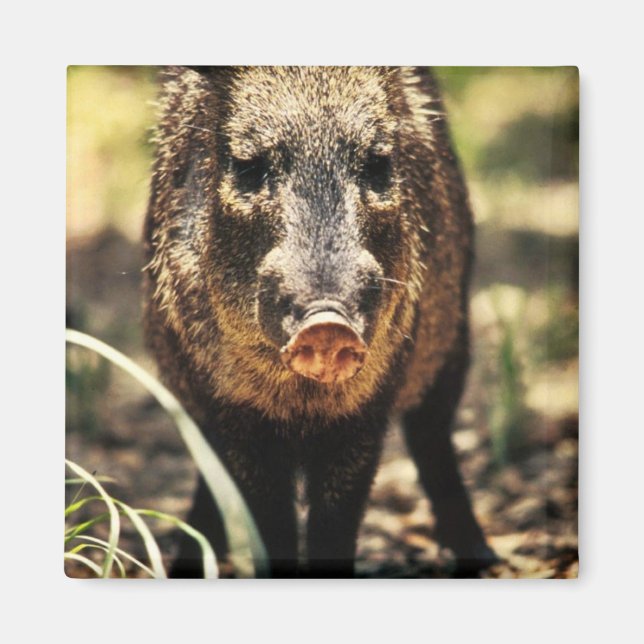 Imán Javelina (Frente)