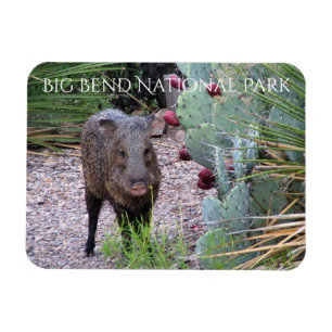 Imán Javelina, Pricky Pear, Parque Nacional Big Bend