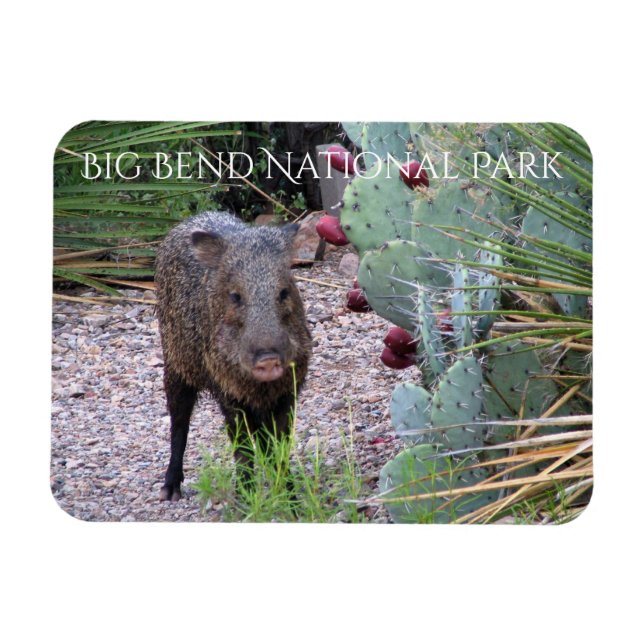 Imán Javelina, Pricky Pear, Parque Nacional Big Bend (Horizontal)