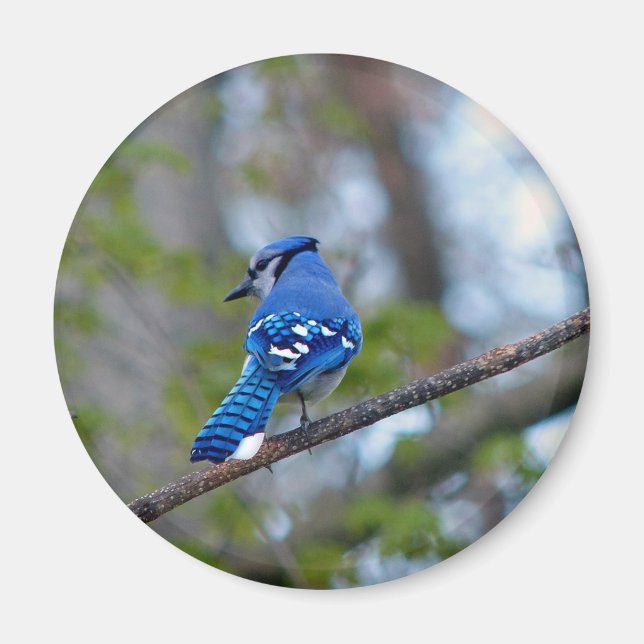 Imán Jay azul (Frente)