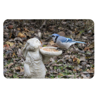 Imán Jay azul en alimentador de pájaros de conejo lindo