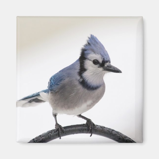 Imán Jay azul en invierno (Frente)