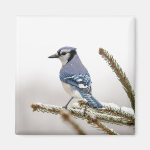 Imán Jay azul en invierno