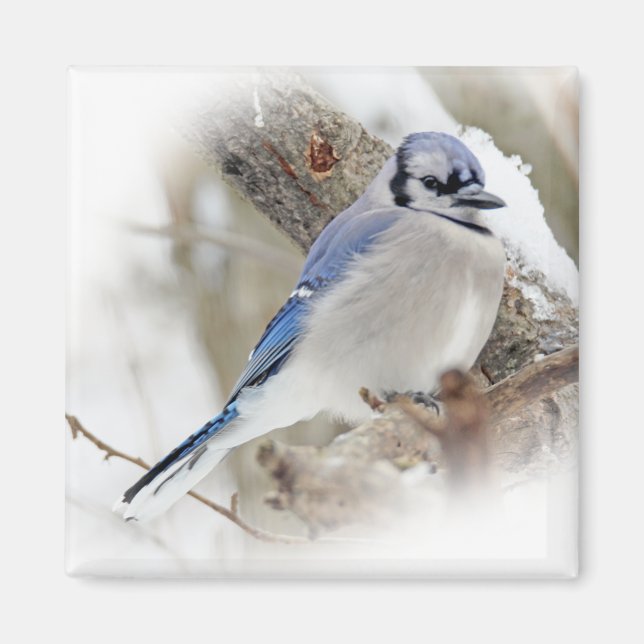 Imán Jay azul en nieve de invierno (Frente)