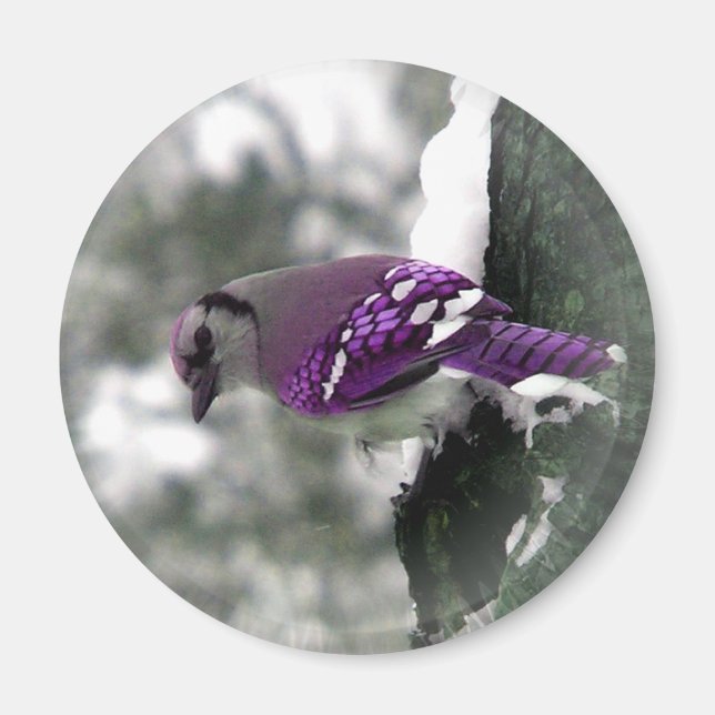 Imán Jay Bird Magnet (Frente)