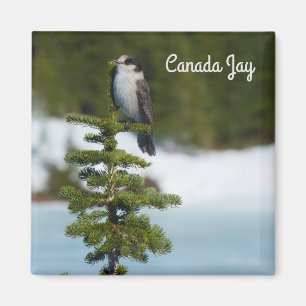 Imán Jay de Canadá