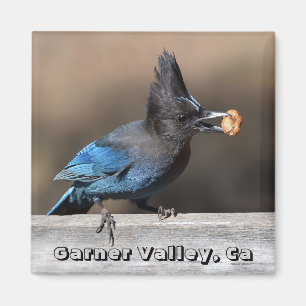 Imán Jay de Steller con Peanut Magnet Garner Valley, Ca