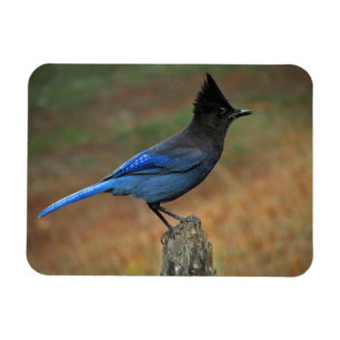 Imán Jay de Steller (Cyanocitta stelleri)