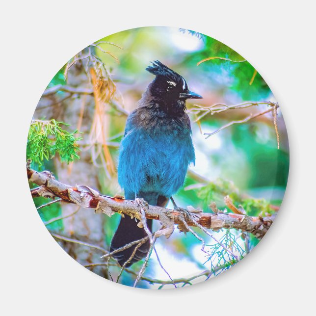 Imán Jay de Steller - Fotografía original (Frente)