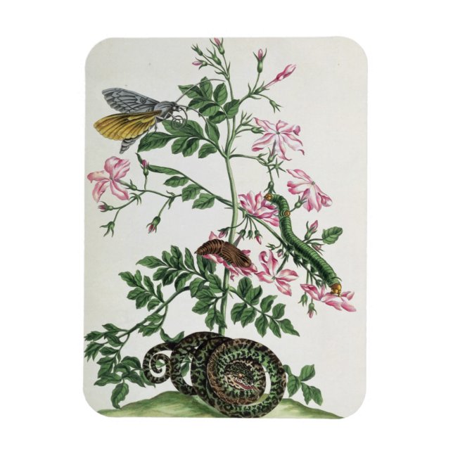 Imán Jazmín: con serpiente, polilla, caterpiller y cris (Vertical)