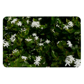 Imán Jazmín Flores Tropicales Florales Botánicas