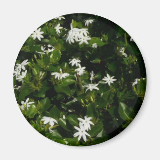 Imán Jazmín Flores Tropicales Florales Botánicas