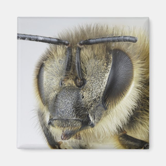 Imán Jefe de abeja de miel (Frente)
