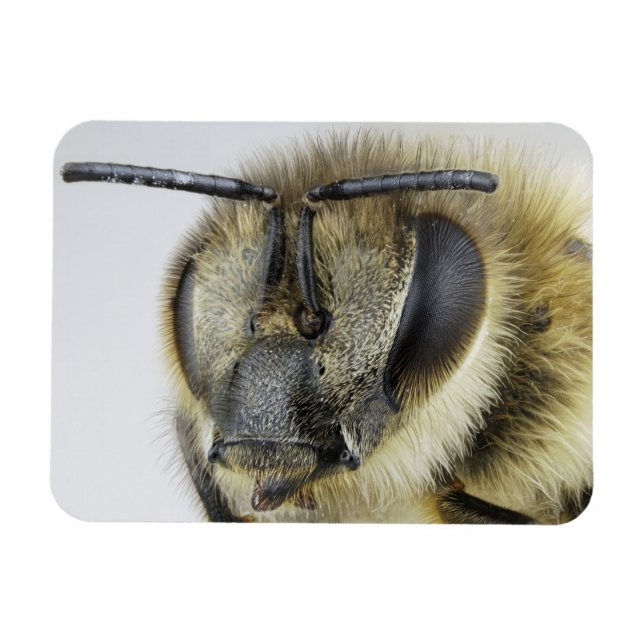 Imán Jefe de abeja de miel (Horizontal)