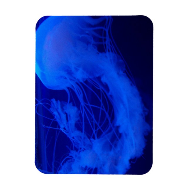 Imán Jelly imnet (Vertical)