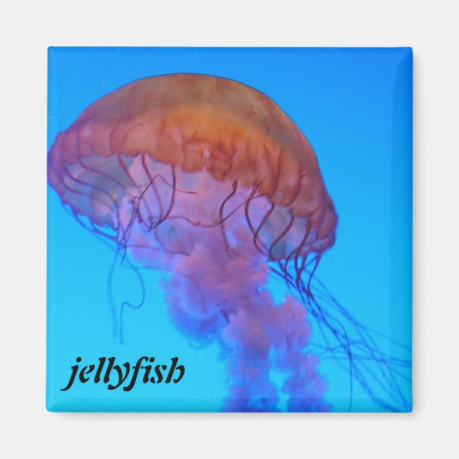 Imán Jellyfish (Frente)
