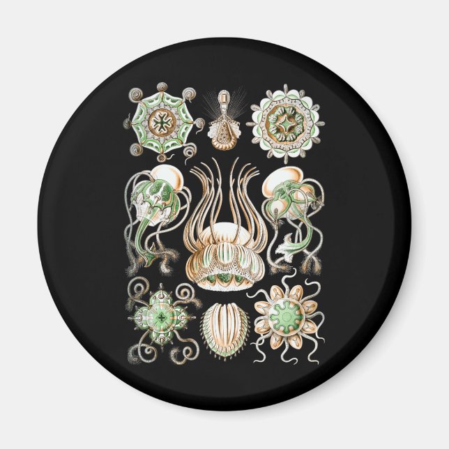 Imán Jellyfish (Frente)