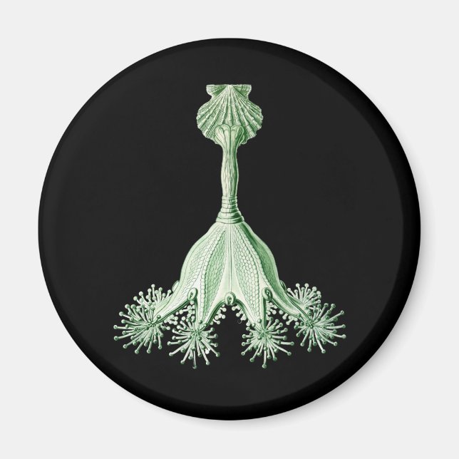 Imán Jellyfish (Frente)