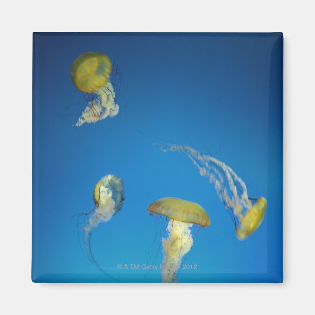 Imán Jellyfish (Frente)