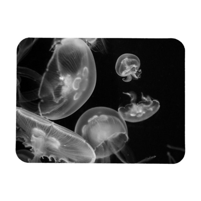 Imán Jellyfish (Horizontal)