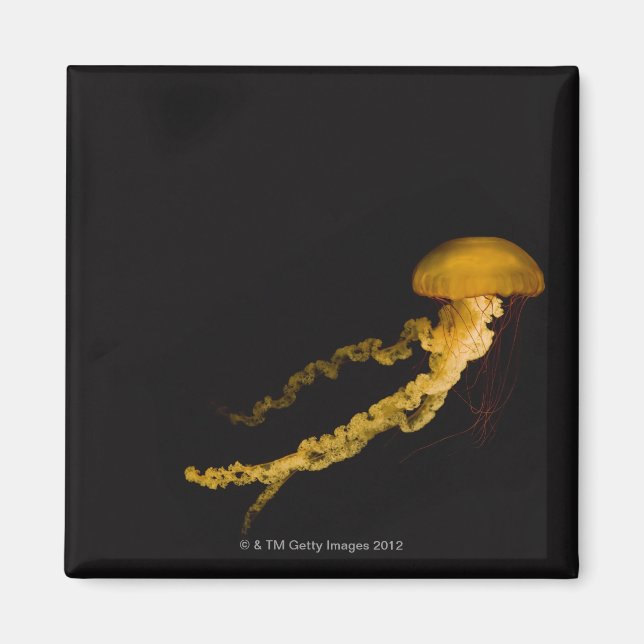 Imán Jellyfish 2 (Frente)