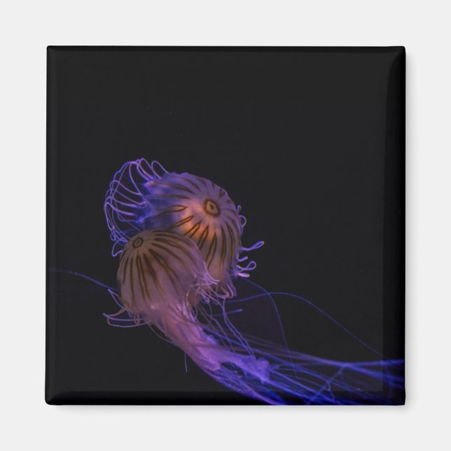 Imán Jellyfish Dance Partners (Frente)