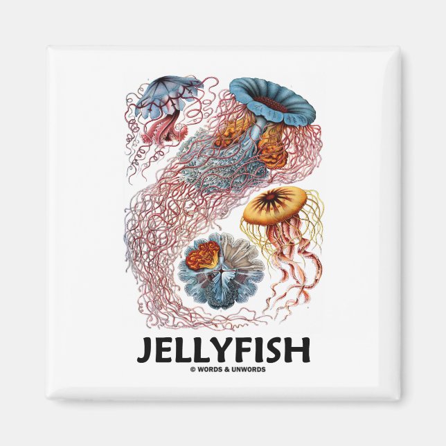 Imán Jellyfish (Las formas de la naturaleza de Ernest H (Frente)