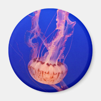 Imán Jellyfish Magnet