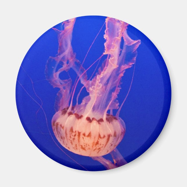 Imán Jellyfish Magnet (Frente)