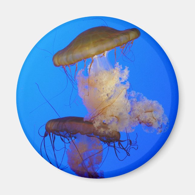 Imán Jellyfish Magnet (Frente)