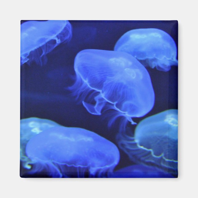 Imán Jellyfish Magnet (Frente)
