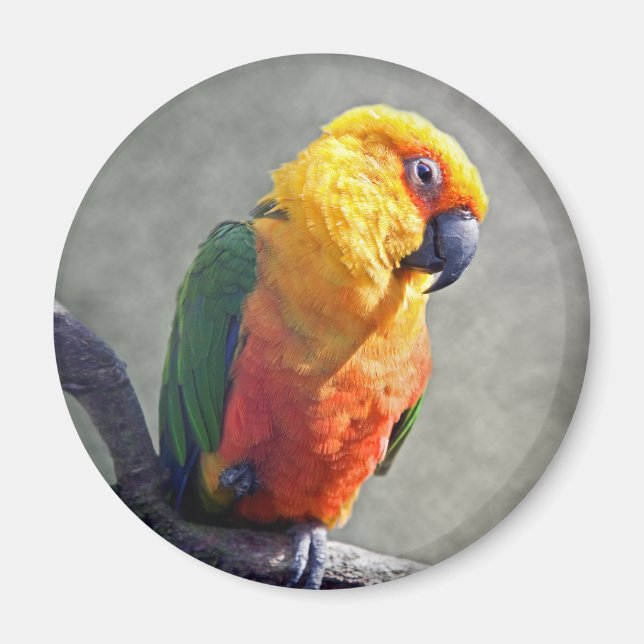 Imán Jenday Conure Magnet (Frente)
