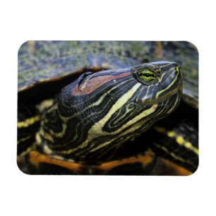 Imán Jicotea de oreja roja, Trachemys scripta elegans,