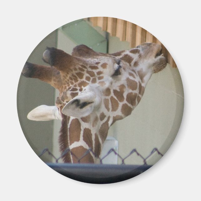 Imán jirafa (Frente)