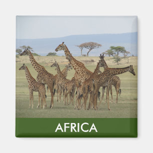 Imán jirafa africana